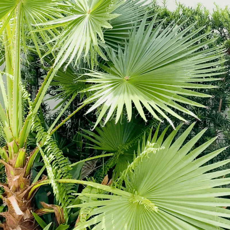 Soleil Hagan, woman with long curly hair and sunglasses on, walking past palm trees waving hello